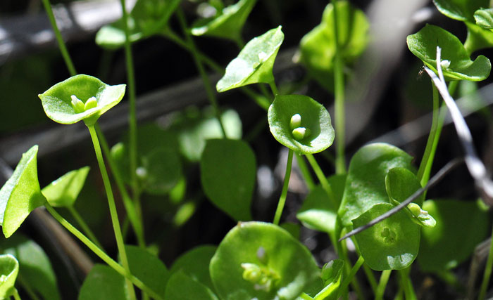 Claytonia perfoliata, Miner's Lettuce